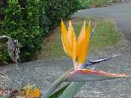 The Bird of Paradise, a relative of the banana plant, got its name from the beautiful flower resembling a brightly colored bird in flight